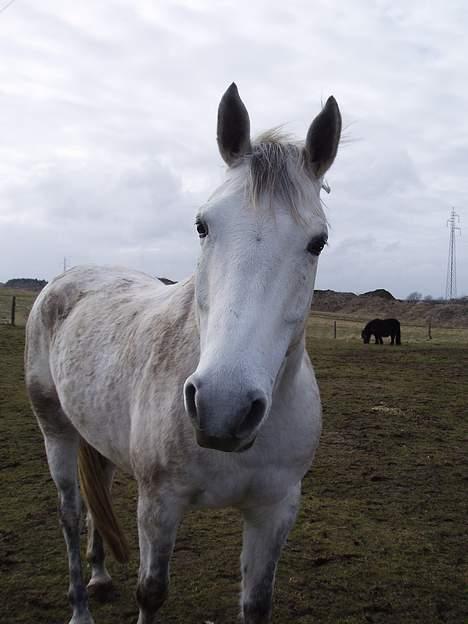 Anden særlig race Shamal *RIP* billede 12
