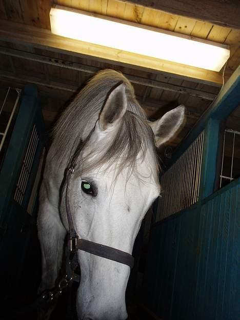 Anden særlig race Shamal *RIP* billede 13