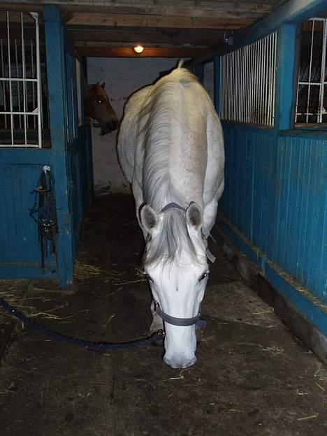 Anden særlig race Shamal *RIP* billede 14