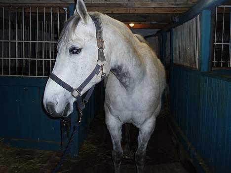 Anden særlig race Shamal *RIP* billede 15