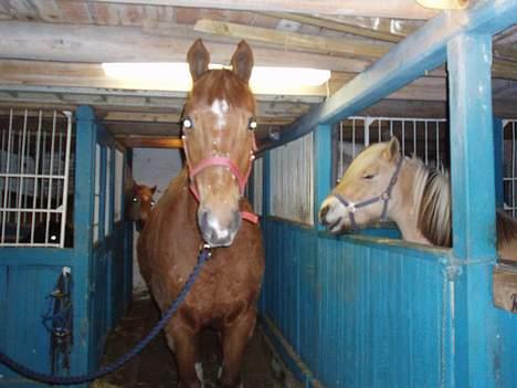 Dansk Varmblod Firanze RIP billede 8