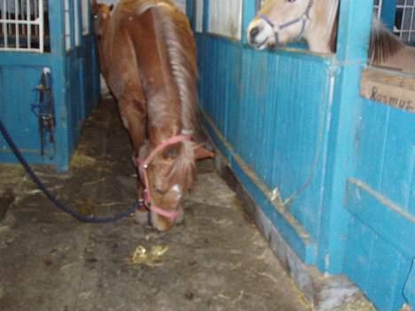 Dansk Varmblod Firanze RIP billede 9