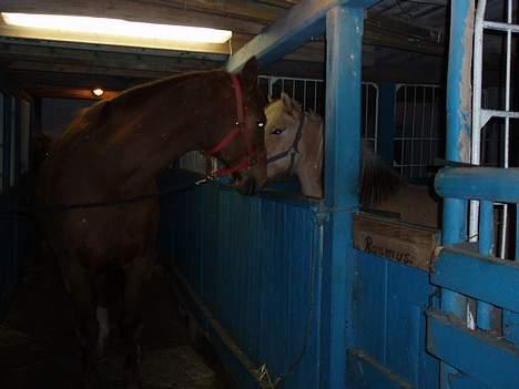 Dansk Varmblod Firanze RIP billede 10