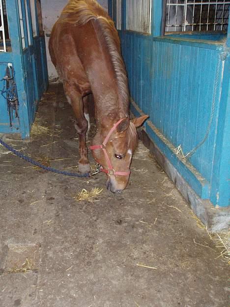 Dansk Varmblod Firanze RIP billede 11