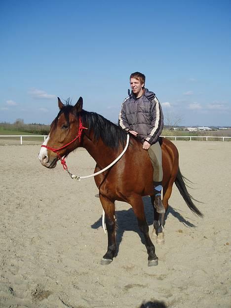 Hannoveraner ruben R.I.P 14.01.10 billede 1