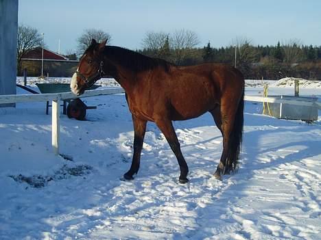Hannoveraner ruben R.I.P 14.01.10 billede 2