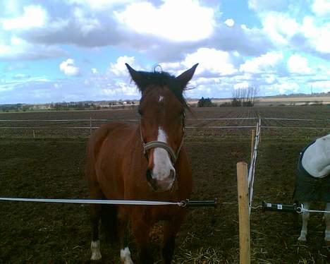 Hannoveraner ruben R.I.P 14.01.10 billede 4