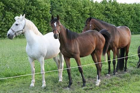 Anden særlig race Shadow(død) - Jeg elsker mine venner billede 8