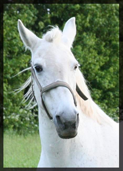 Anden særlig race Shadow(død) - Jeg er i glas og ramme billede 9
