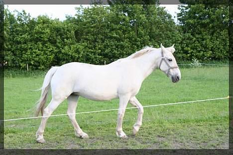 Anden særlig race Shadow(død) - Laver selv billederne min mor tager dem ;0) billede 10