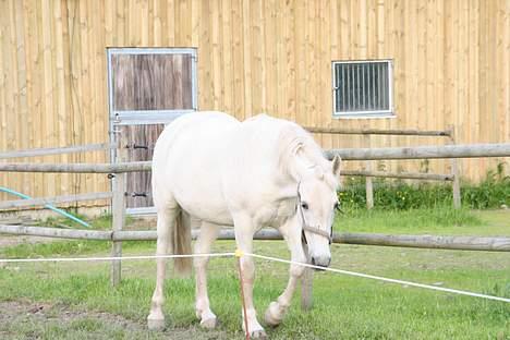 Anden særlig race Shadow(død) - puuu er hved at blive træt billede 11
