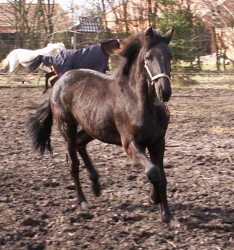 Frieser Sosanna *SOLGT* billede 16