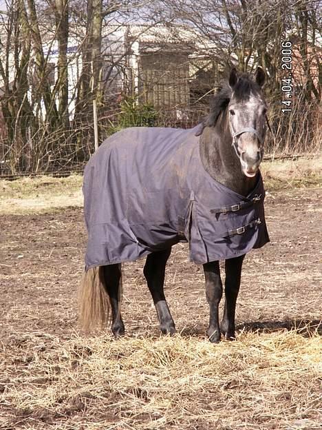 Anden særlig race Moon Shadow *SOLGT* billede 15