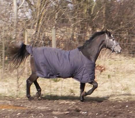 Anden særlig race Moon Shadow *SOLGT* billede 16