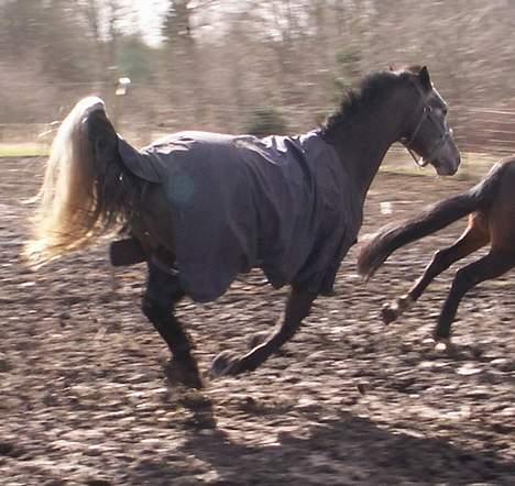 Anden særlig race Moon Shadow *SOLGT* billede 17