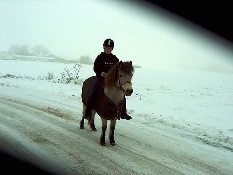 Gotlandsruss  Tarpán´s Ronja <3 billede 19