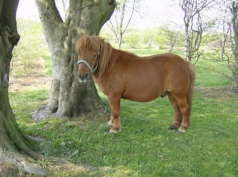Shetlænder Bøgely's Claus - min smukke pony 27-4-07 billede 18