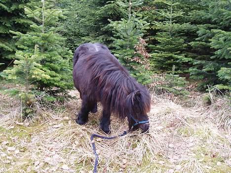 Shetlænder Frederik billede 12