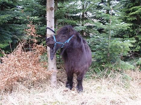 Shetlænder Frederik billede 13