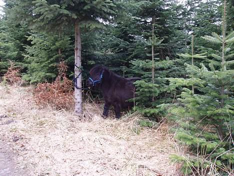 Shetlænder Frederik billede 14