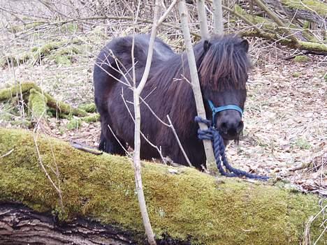 Shetlænder Frederik billede 15