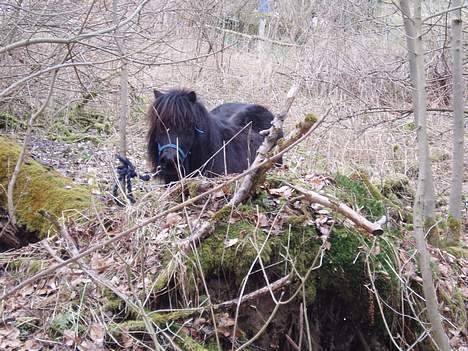 Shetlænder Frederik billede 16