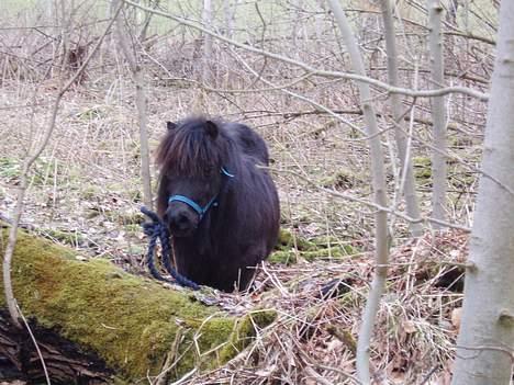 Shetlænder Frederik billede 17