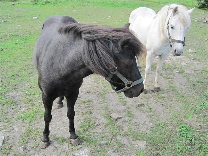 Anden særlig race Anne-lotte Himmelhest.  - 2010 billede 11