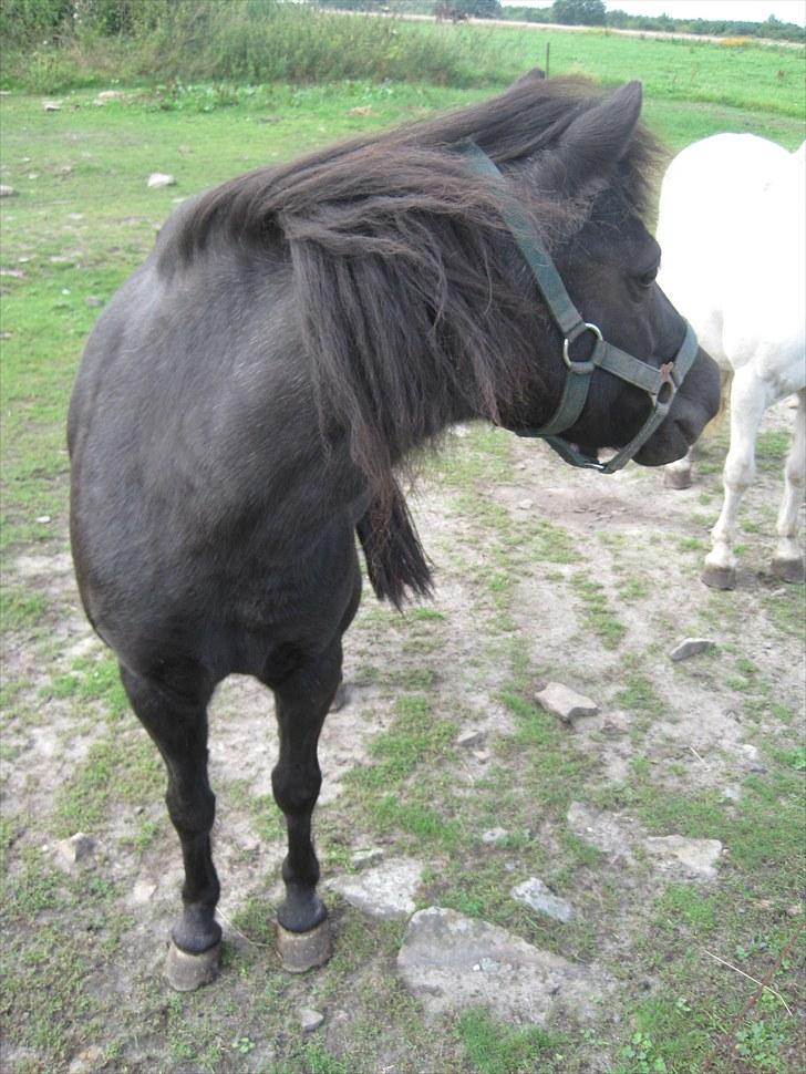 Anden særlig race Anne-lotte Himmelhest.  - 2010 billede 17