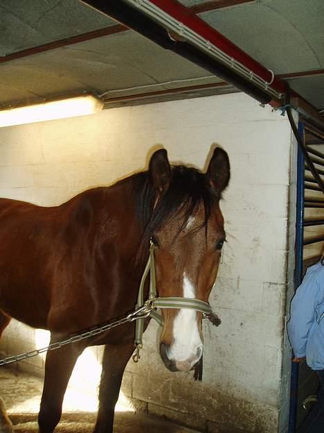 Hannoveraner ruben R.I.P 14.01.10 billede 5