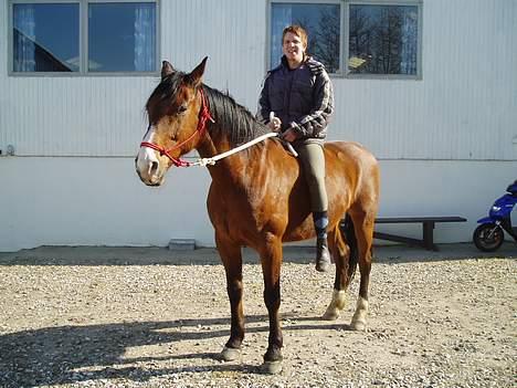 Hannoveraner ruben R.I.P 14.01.10 billede 6