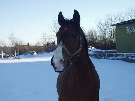 Hannoveraner ruben R.I.P 14.01.10 billede 7