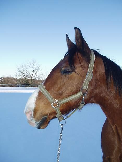 Hannoveraner ruben R.I.P 14.01.10 billede 8