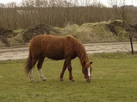 Anden særlig race Buster (Solgt) - ud og spise græs... ummm billede 14