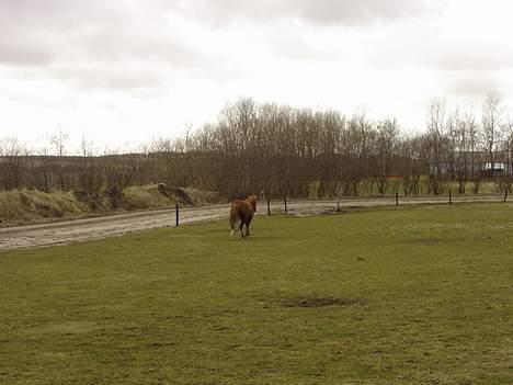 Anden særlig race Buster (Solgt) - hallo hvor er du på vej hen buster?? billede 15