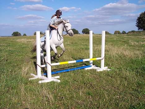 Connemara Stjernhøjs Tiggy C 925 - På vej over et lille hop. ;) "hvor er det kedeligt med de små ting her, JEG vil hoppe HØJT" billede 15