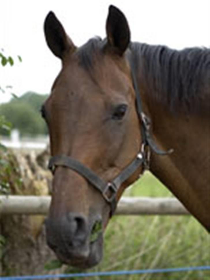 Fuldblod (XX) fabrix miss Champo - søde Champo billede 1