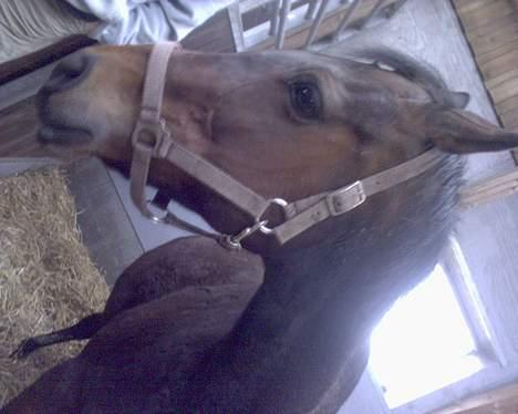 Fuldblod (XX) fabrix miss Champo - det er pinlig billede 2