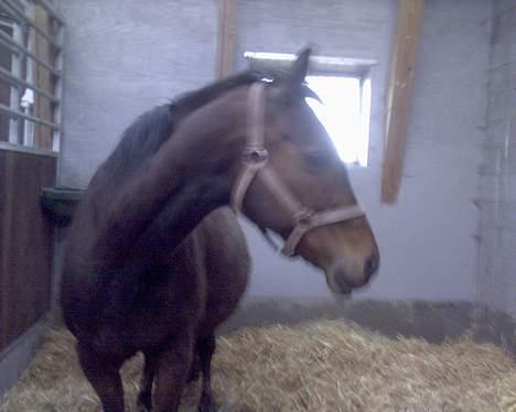 Fuldblod (XX) fabrix miss Champo - jeg er fotomodel billede 3