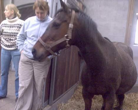 Fuldblod (XX) fabrix miss Champo - hej med jer billede 4