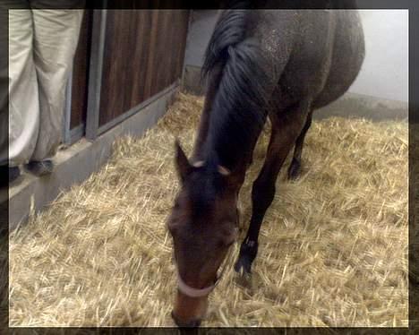 Fuldblod (XX) fabrix miss Champo - mig i glas og ramme billede 5