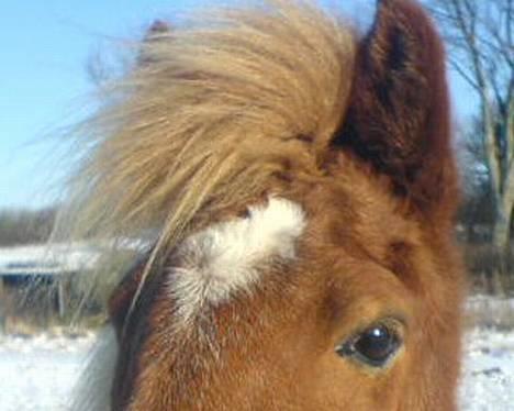 Islænder Lukka fra Flødal (SOLGT) - Min lille skønhed <3 billede 9