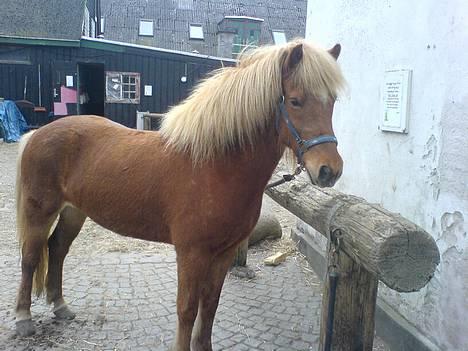 Islænder Lukka fra Flødal (SOLGT) - Sååå dejligt billede! <3 billede 10