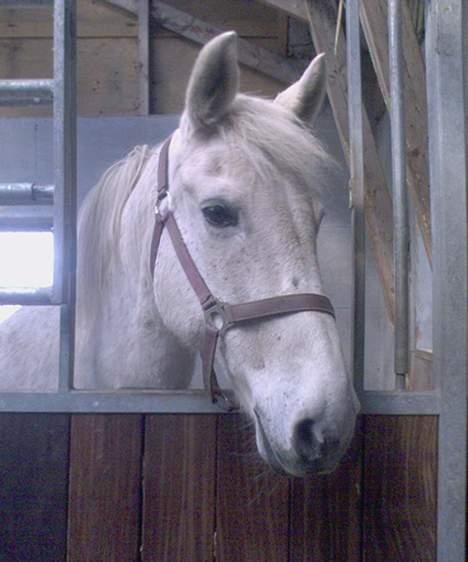 Anden særlig race Shadow(død) - her slapper jeg af i min boks billede 12