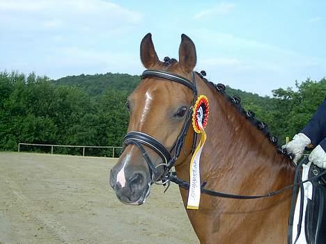 Anden særlig race Miss Kimberly  billede 6