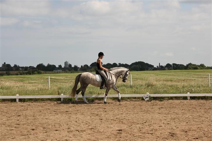 Anden særlig race Dancing Daisy ! !SOLGT! ! - Skridt :) Foto: Far billede 2