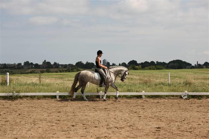 Anden særlig race Dancing Daisy ! !SOLGT! ! - Skridt . Foto: Far billede 3