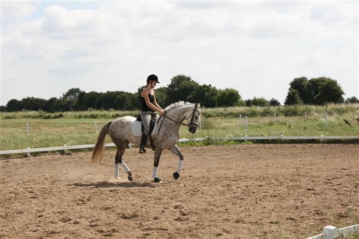 Anden særlig race Dancing Daisy ! !SOLGT! ! - Trav. Foto: Far billede 4