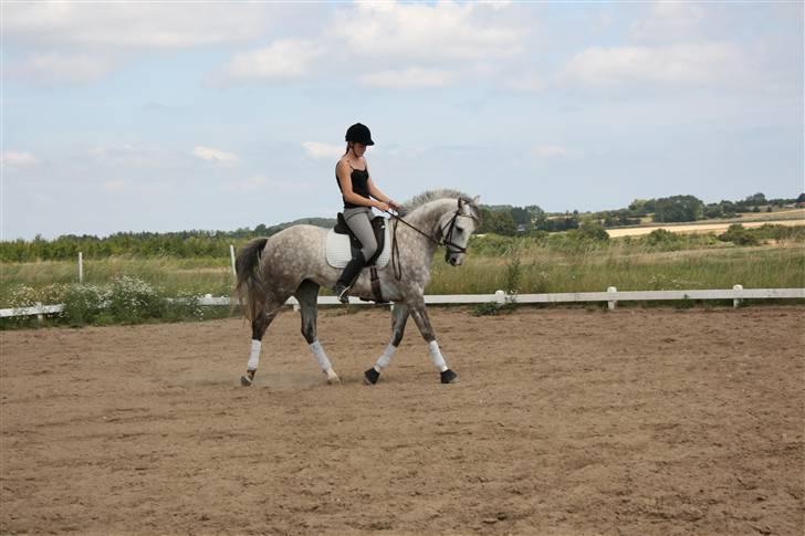 Anden særlig race Dancing Daisy ! !SOLGT! ! - Trav, Overtradning :) : Foto: Far billede 5