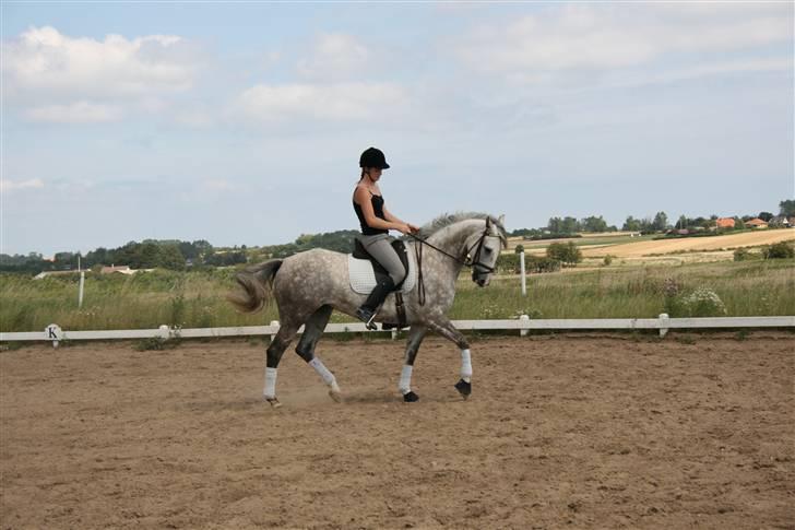 Anden særlig race Dancing Daisy ! !SOLGT! ! - Trav, Overtradning : Foto: Far billede 6